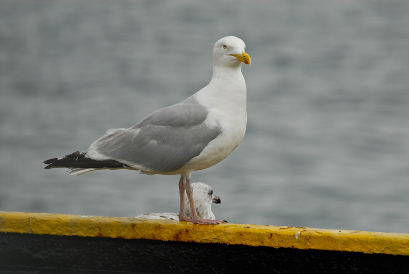 Gavià argentat de potes roses (Larus argentatus)