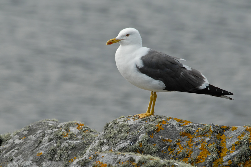 Gavià fosc (Larus fuscus)