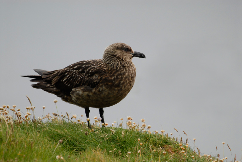 Paràsit gros (Stercorarius skua)