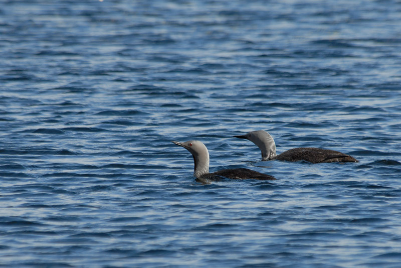 Calàbria petita (Gavia stellata)