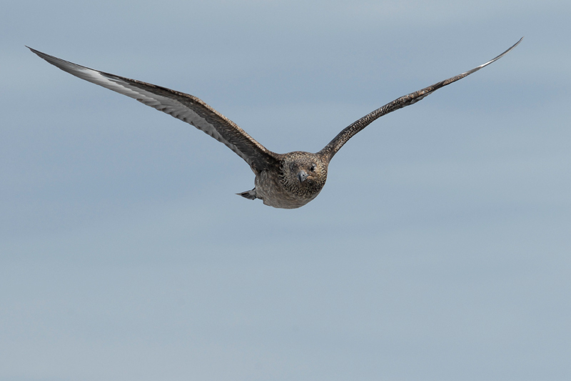 Paràsit gros (Stercorarius skua)