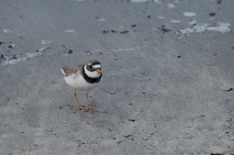 Corriol gros (Charadrius hiaticula)