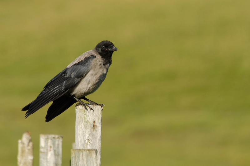 Cornella emmantellada (Corvus corone cornix)