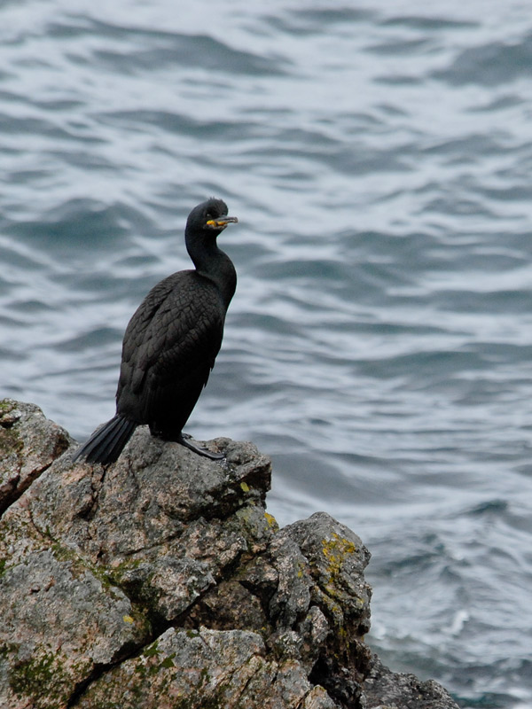 Corb marí emplomallat (Phalacrocorax aristotelis)