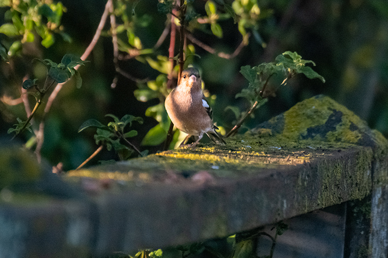 Pinsà comú (Fringilla coelebs)