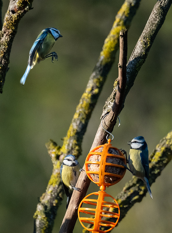 Mallerenga blava (Cyanistes caeruleus) Mallerenga emplomallada (Parus cristatus)