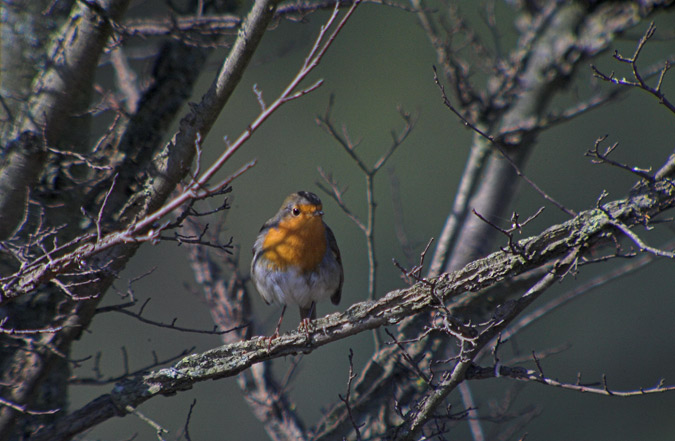 Pit - Roig (Erithacus rubecula)