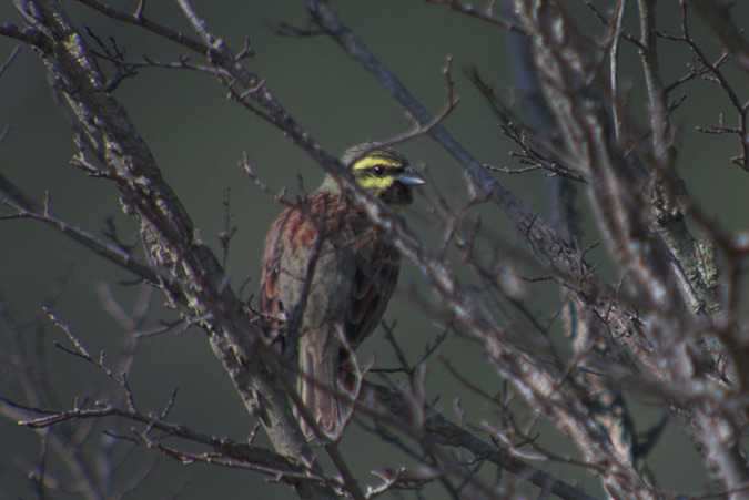 Gratapalles (Emberiza cirlus)