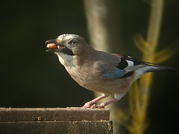 Gaig (Garrulus grandarius)