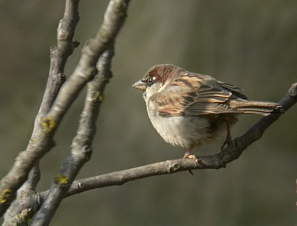 Pardal comú (Passer domesticus)