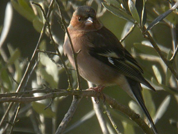 Pinsà comú (Fringilla coelebs)