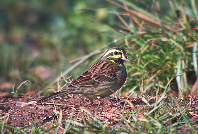 Gratapalles (Emberiza cirlus)