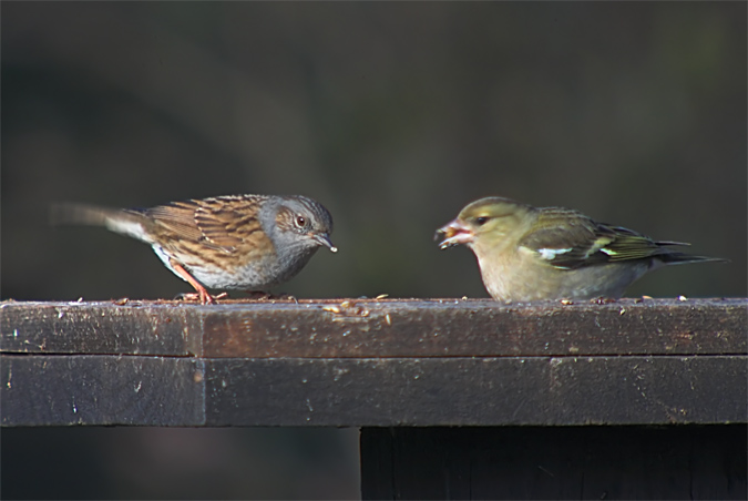 Pardal de bardissa-Pinsà comú(Femella) Prunella modularis-Fringilla coelebs