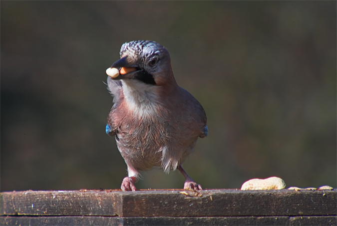 Gaig (Garrulus glandarius)