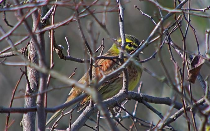 Gratapalles mascle (Emberiza cirlus)