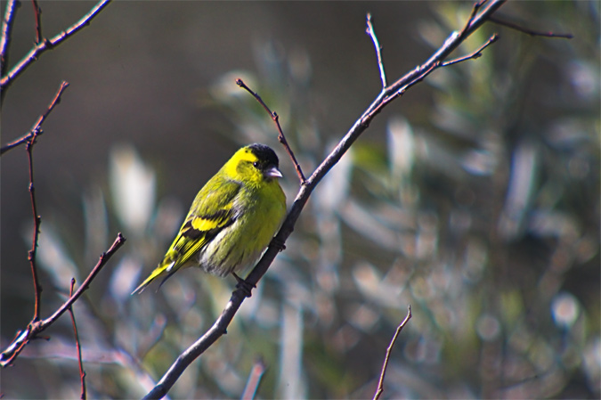 Lluer (Carduelis spinus)