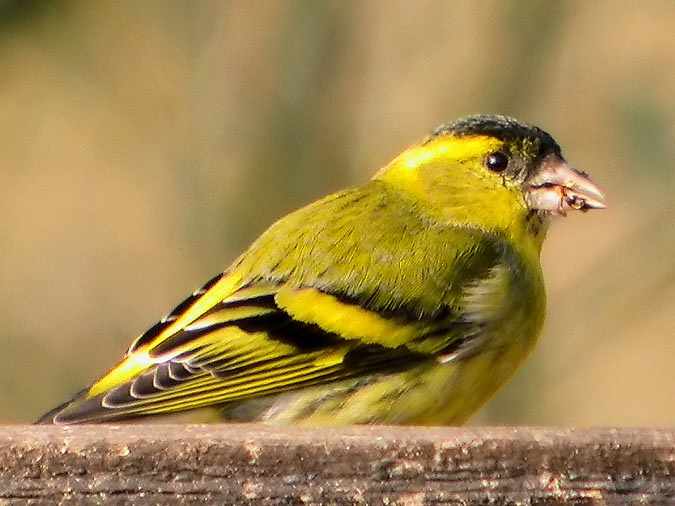 Lluer (Carduelis spinus)