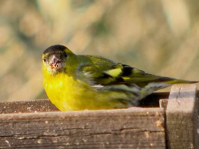 Lluer (Carduelis spinus)