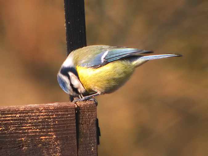 Mallerenga blava (Parus caeruleus)