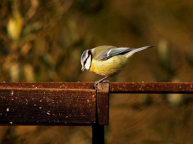 Mallerenga blava (Parus caeruleus)