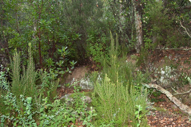 Cista de les Pedres Dretes de Ruàs