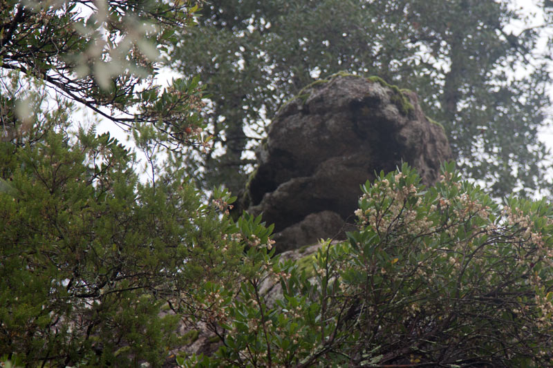 Cova del cap de gos