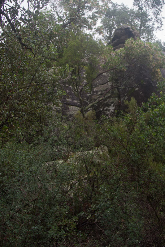 Cova del cap de gos