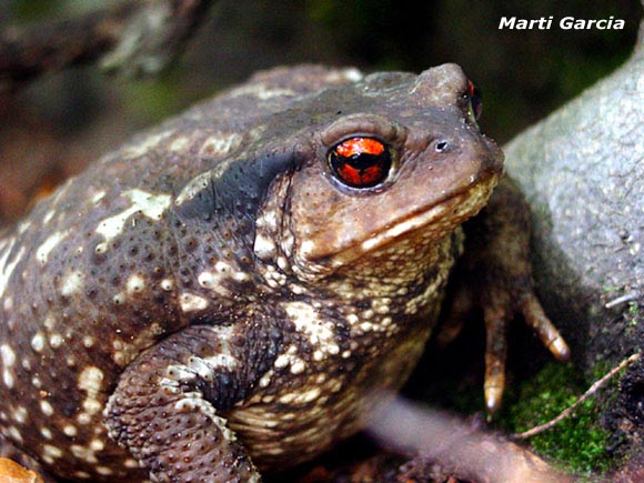 Gripau Comú (bufo bufo)