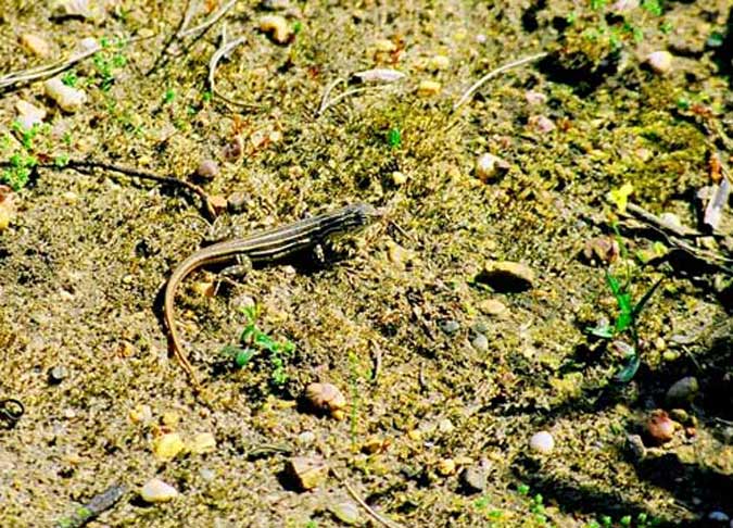 lagartija. (Acanthodactylus erythrurus).