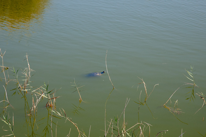 Tortuga de rierol. Mauremys leprosa