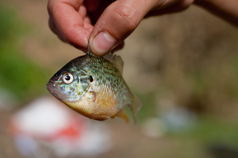 Mirallet (Lepomis gibbosus)