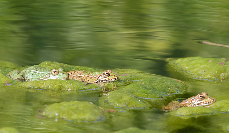 Granota verda o comuna (Pelophylax perezi)