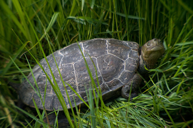 Mauremys leprosa