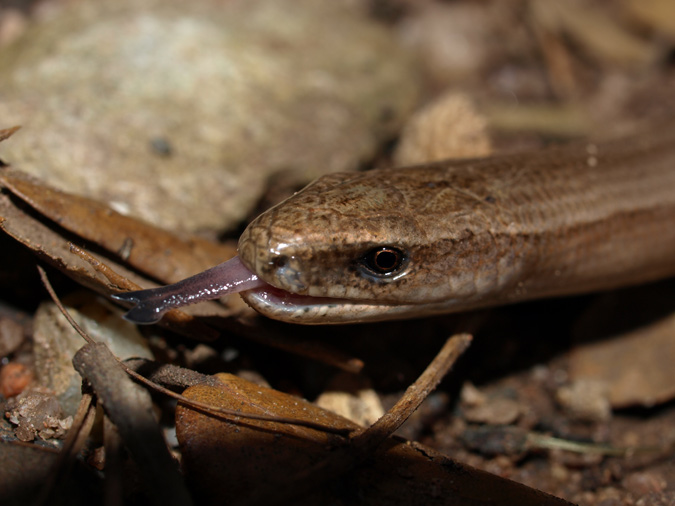 Vidriol (Anguis fragilis)