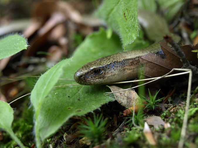 Vidriol (Anguis fragilis)