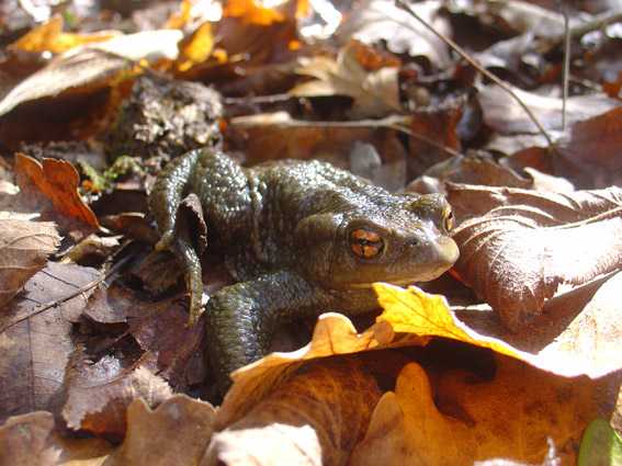 Gripau comú (Bufo bufo)