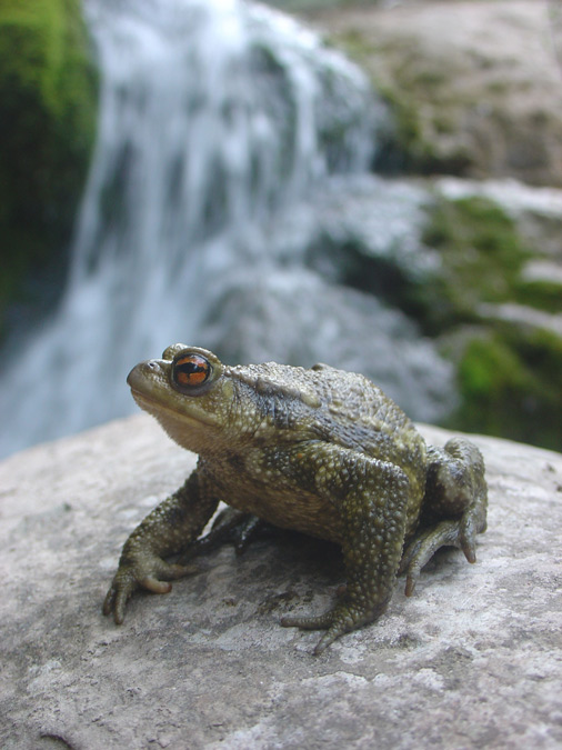 Gripau comú (Bufo bufo)