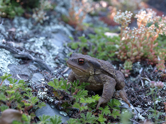 Gripau comú (Bufo bufo)