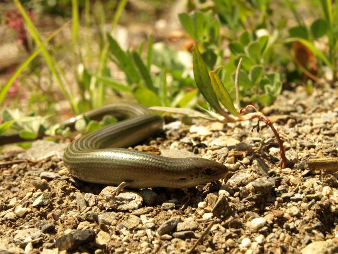 Lludrió llistat (Chalcides striatus)