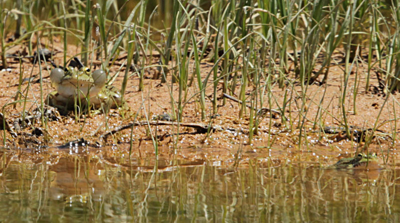 Granota verda (Pelophylax perezi)