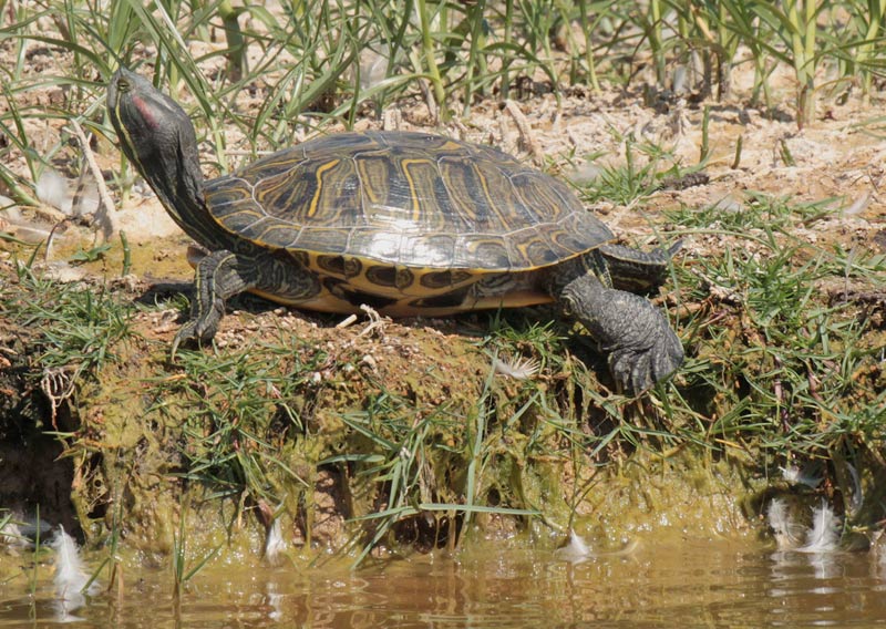 Tortuga de Florida (Trachemys scripta elegans)