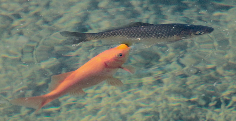 Peixos domestics