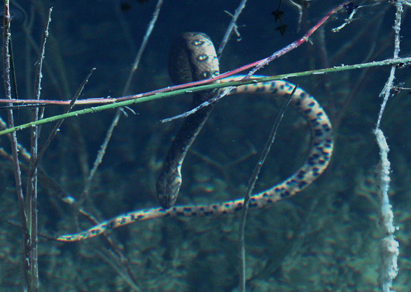 Serp d'aigua  (Natrix maura)