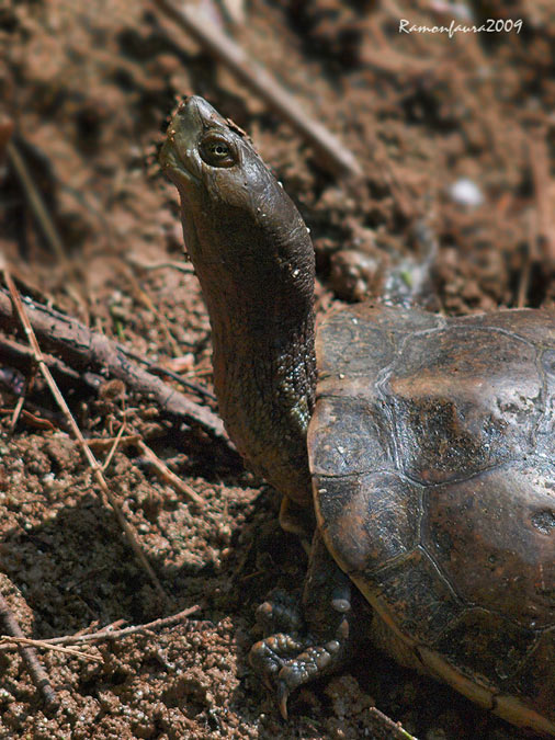 Tortuga de Rierol