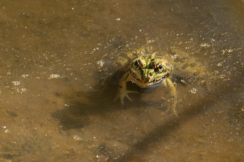 Granota verda (Pelophylax perezi)