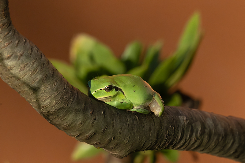 Reineta meridional (Hyla meridionalis)