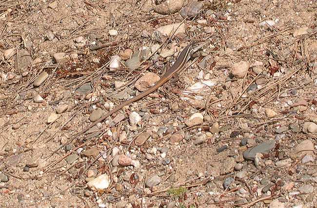 Sargantana cua-llarga (Psammodromus algirus)