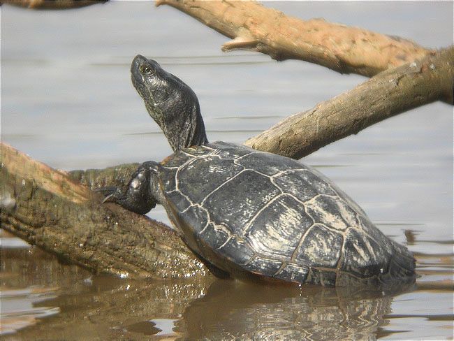 Tortuga de rierol (Mauremys leprosa)