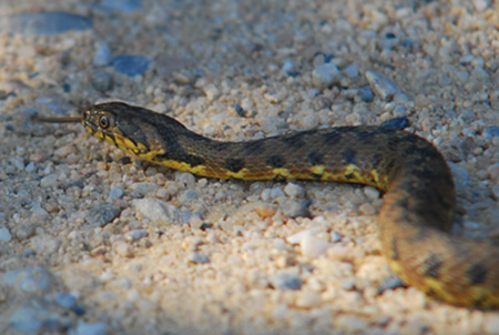 Serp d'aigua (natrix maura)