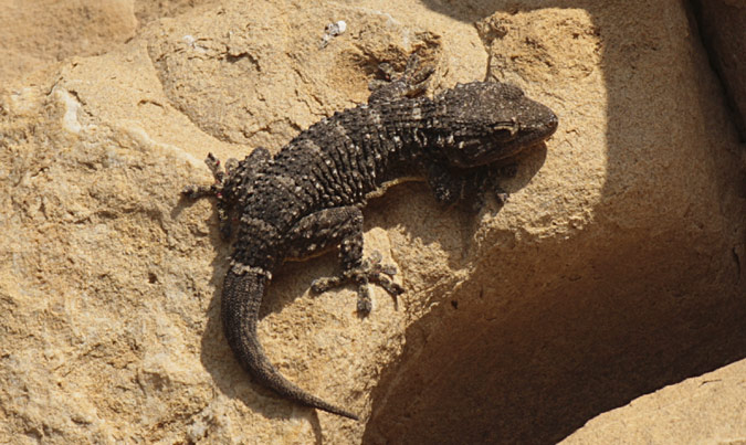 Dragó comú (Tarentola mauritanica)